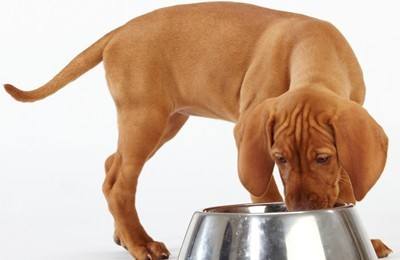 寵物狗一天吃幾頓食才算合理？