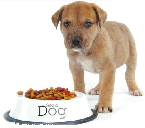 有關狗狗吃狗糧的問題，有哪些爭議呢？