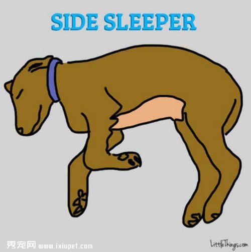 狗狗睡姿看性格，你家的狗狗又是哪種睡姿呢？