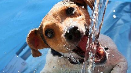 酷暑來臨狗狗的夏季護理你要注意這些！