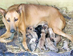 母犬如何給幼犬哺乳？