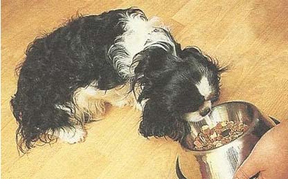如何讓狗狗吃完盤中餐？