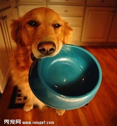 狗狗偏食怎麼辦？