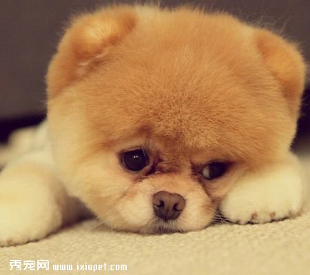 狗狗為什麼喜歡流眼淚?