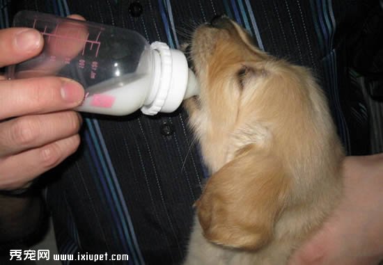 狗狗可不可以喝牛奶