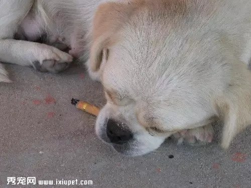 千萬不要讓狗狗吞食煙頭 危害極大，而且確診困難！