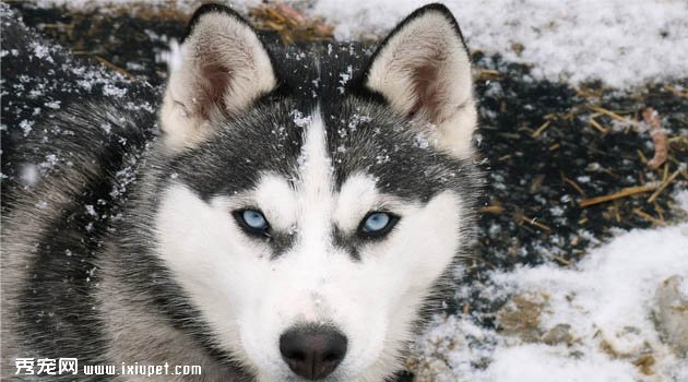 阿拉斯加雪橇犬圖片欣賞1