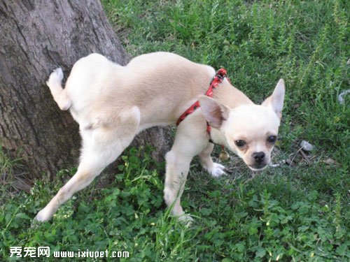 狗狗的尿尿會害死矮灌木嗎?