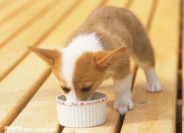 狗狗吃飯的3大規則 你家狗狗會了嗎？