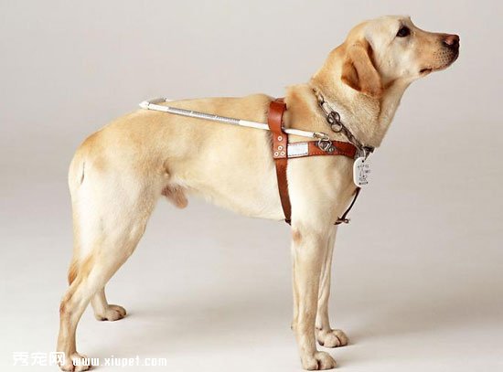 拉布拉多犬的性格優勢及飼養的五大好處