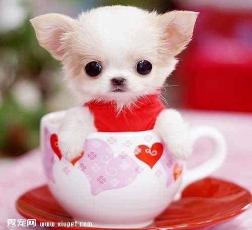 【茶杯犬好養嗎】茶杯犬的壽命及茶杯犬的飼養要求