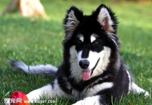 【阿拉斯加犬怎麼養】阿拉斯加雪橇犬的飼養方法