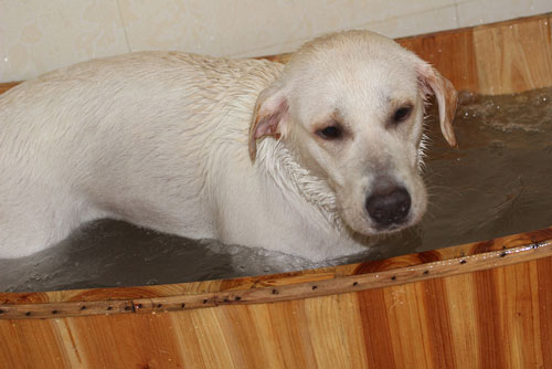 如何給狗狗挑選洗澡用品
