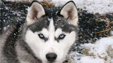 常見的雪橇犬有幾種？不常見的雪橇犬有幾種？