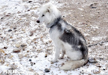 常見的雪橇犬有幾種？不常見的雪橇犬有幾種？