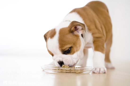 狗以食為天：如何培養狗狗良好飲食習慣