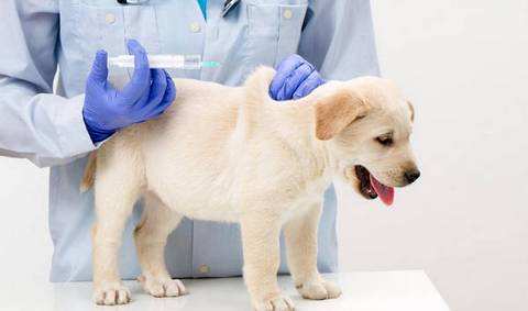 狗狗打疫苗的種類和接種時間