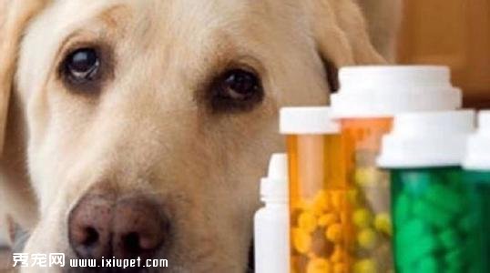 如何順利的給狗狗喂藥？