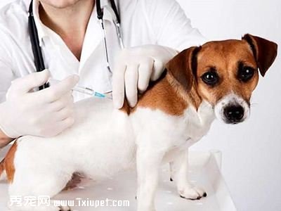 為什麼狗狗疫苗要打三針？
