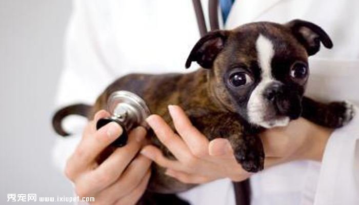 給幼犬接種疫苗