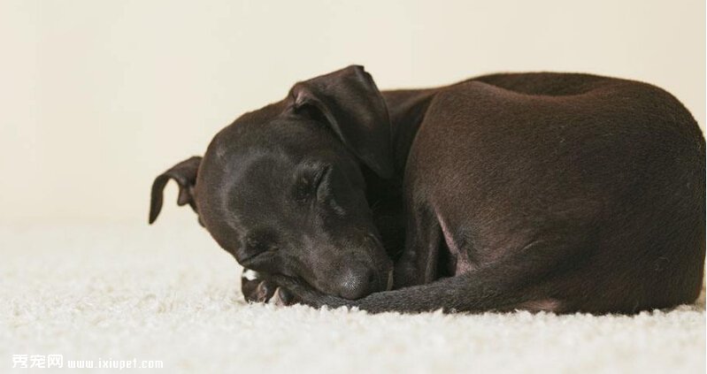 怎樣提高寵物犬睡眠品質？