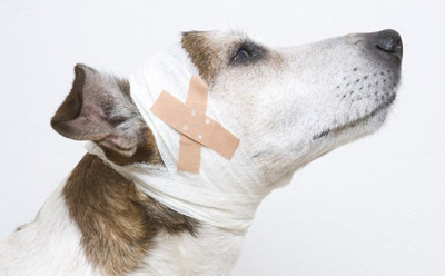 狗狗呼吸困難的症狀和治療方法