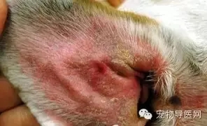 必藏|16種寵物常見皮膚病圖文大全