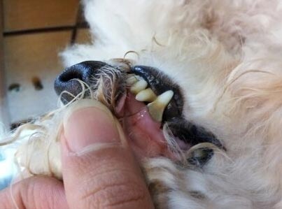 如何防止小狗有牙結石？？狗狗得了牙結石會怎麼樣？