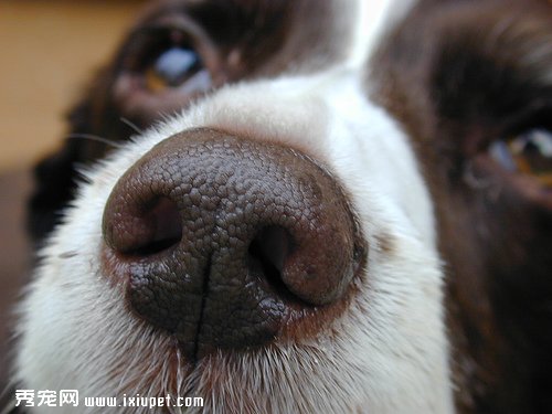 小狗鼻子干是生病的症狀！