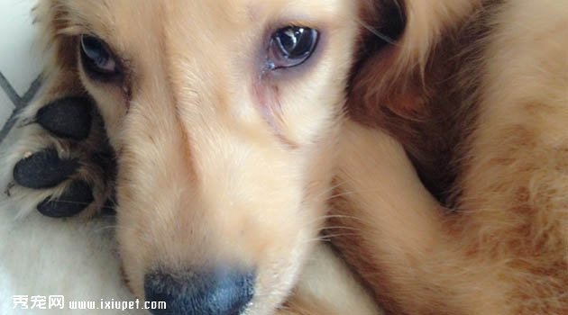 狗狗犬瘟热症状 狗狗犬瘟怎麼治?