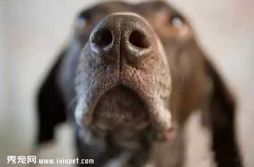 7種小狀況 教你如何從鼻子判斷狗狗的健康【圖】