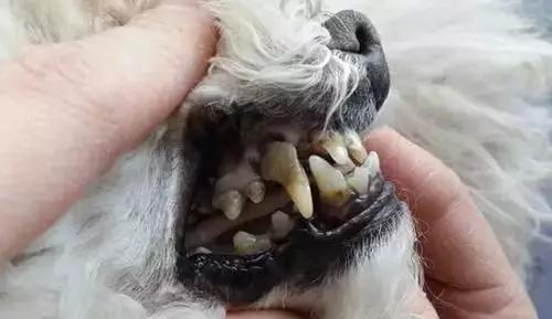 狗狗牙齒通常易患哪些疾病