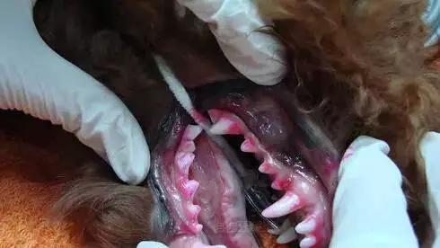 狗狗牙齒通常易患哪些疾病