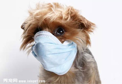 狗流感的症狀和防治方法