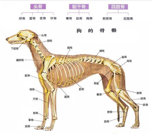 狗狗骨骼系統結構及生長發育