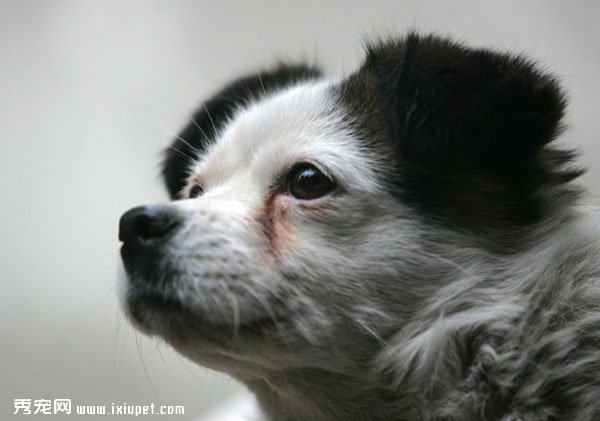 狗狗淚痕產生的原因及治療