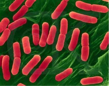 什麼是大腸桿菌？大腸桿菌的症狀及治療方法