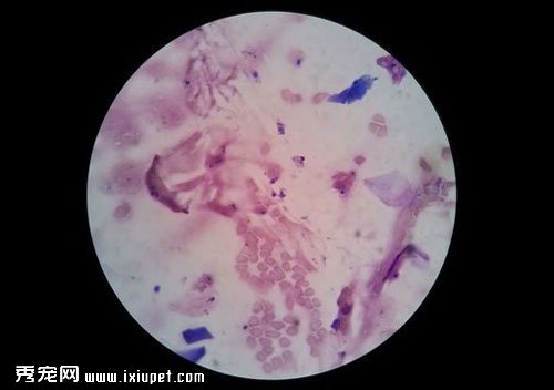 什麼是孢子菌病？孢子菌病的症狀及防治措施