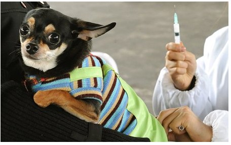 寵物狗狗注射疫苗後的四大常見問題