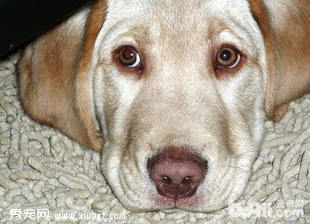 【狗狗鼻子褪色】拉布拉多紅鼻頭是什麼原因
