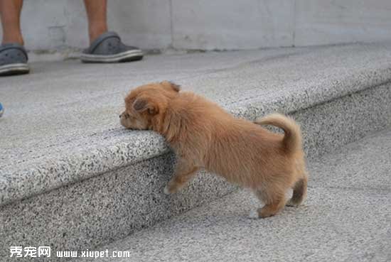 寵物狗狗爬樓梯運動量過大會導致腰椎受傷