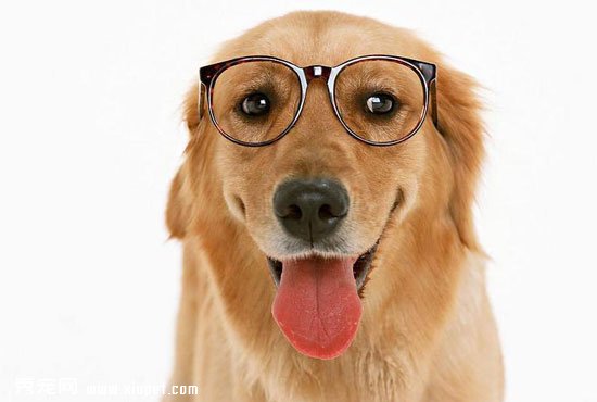 寵物健康|狗狗眼睛紅腫的原因