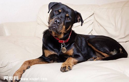 狗狗慢性胃炎的症狀及治療