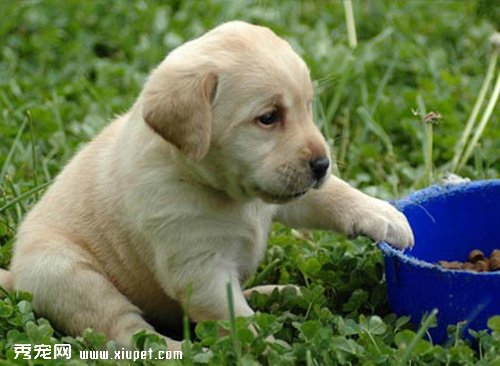 幼犬喝骨頭湯能補鈣嗎？
