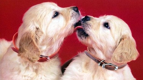 狗狗用舌頭舔的原因