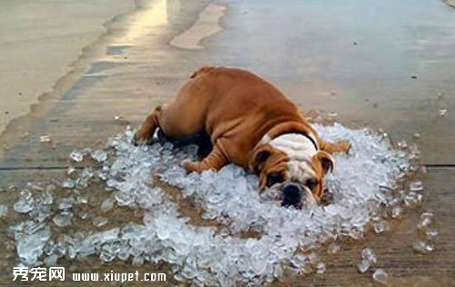 狗狗為什麼會中暑以及中暑處理方法