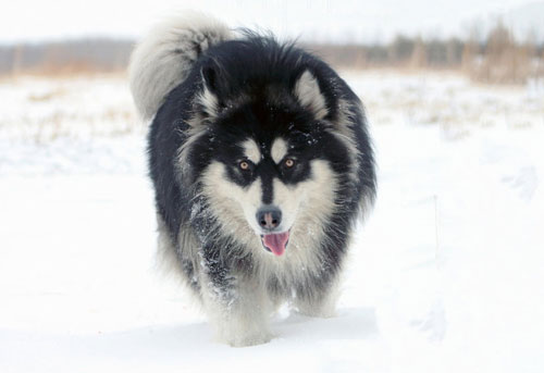 阿拉斯加雪橇犬和哈士奇的區別