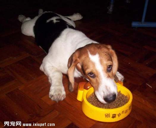 如何制止犬護食的壞習慣？