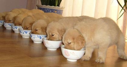 訓練狗狗學會定時就餐
