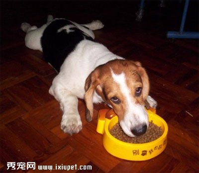 如何訓練狗狗只有得到主人允許，才能進食？